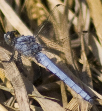 Orthetrum cancellatum? no, brunneum